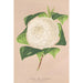 Riproduzione del dipinto Camellia alba ornatissima - Charles Antoine Lemaire