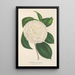 Riproduzione del dipinto Camellia planipetala - Charles Antoine Lemaire
