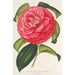 Camellia reticulata var. flore pleno - Charles Antoine Lemaire — vista dell’opera