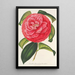 Camellia reticulata var. flore pleno - Charles Antoine Lemaire — quadro incorniciato alla parete