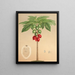 Carica erythrocarpa - Charles Antoine Lemaire — quadro incorniciato alla parete