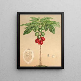 Charles Antoine Lemaire - Carica erythrocarpa.webp