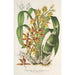 Riproduzione del dipinto Catasetum trimerochilum - Charles Antoine Lemaire