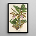 Riproduzione del dipinto Cattleya Aclandiae - Charles Antoine Lemaire