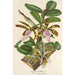 Riproduzione del dipinto Cattleya Aclandiae - Charles Antoine Lemaire