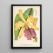 Cattleya Dowiana - Charles Antoine Lemaire — quadro incorniciato alla parete