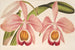 Cattleya Eldorado splendens - Charles Antoine Lemaire — vista dell’opera