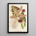 Riproduzione del dipinto Cattleya elegans Ch. Morren - Charles Antoine Lemaire