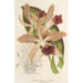 Riproduzione del dipinto Cattleya elegans Ch. Morren - Charles Antoine Lemaire