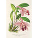 Cattleya pumila - Charles Antoine Lemaire — vista dell’opera