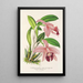 Cattleya pumila - Charles Antoine Lemaire — quadro incorniciato alla parete