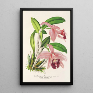 Charles Antoine Lemaire - Cattleya pumila.webp