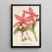 Riproduzione del dipinto Cattleya superba var. splendens - Charles Antoine Lemaire