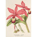 Riproduzione del dipinto Cattleya superba var. splendens - Charles Antoine Lemaire