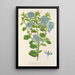 Riproduzione del dipinto Ceanothus elegans - Charles Antoine Lemaire
