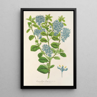 Charles Antoine Lemaire - Ceanothus elegans.webp