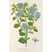 Riproduzione del dipinto Ceanothus elegans - Charles Antoine Lemaire