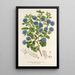 Riproduzione del dipinto Ceanothus floribundus - Charles Antoine Lemaire