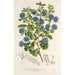 Riproduzione del dipinto Ceanothus floribundus - Charles Antoine Lemaire