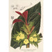 Centrosolenia bullata Episcia tessellata - Charles Antoine Lemaire — vista dell’opera