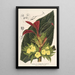 Centrosolenia bullata Episcia tessellata - Charles Antoine Lemaire — quadro incorniciato alla parete