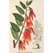 Ceratostema speciosum - Charles Antoine Lemaire — vista dell’opera