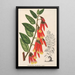 Ceratostema speciosum - Charles Antoine Lemaire — quadro incorniciato alla parete