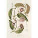Ceropegia Gardneri Thwaites - Charles Antoine Lemaire — vista dell’opera