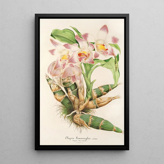 Charles Antoine Lemaire - Chysis Limmingbei.webp