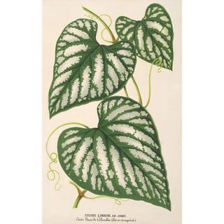 Charles Antoine Lemaire - Cissus Lindeni.webp