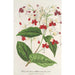 Clerodendrum Thomson - Charles Antoine Lemaire — vista dell’opera