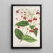 Clerodendrum Thomson - Charles Antoine Lemaire — quadro incorniciato alla parete