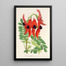 Riproduzione del dipinto Clianthus Dampieri - Charles Antoine Lemaire