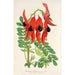 Riproduzione del dipinto Clianthus Dampieri - Charles Antoine Lemaire