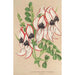 Clianthus Dampieri con fiori bianchi e bordo rosso - Charles Antoine Lemaire — vista dell’opera