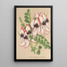 Clianthus Dampieri con fiori bianchi e bordo rosso - Charles Antoine Lemaire — quadro incorniciato alla parete