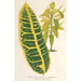 Codium variegatum var maximum - Charles Antoine Lemaire — vista dell’opera