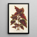 Riproduzione del dipinto Coleus Verschaffeltii - Charles Antoine Lemaire