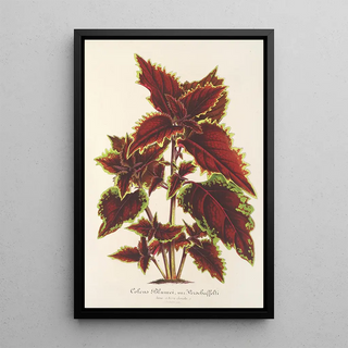 Charles Antoine Lemaire - Coleus Verschaffeltii.webp