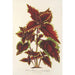 Riproduzione del dipinto Coleus Verschaffeltii - Charles Antoine Lemaire