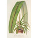 Cordyline indivisa - Charles Antoine Lemaire — vista dell’opera
