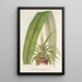 Cordyline indivisa - Charles Antoine Lemaire — quadro incorniciato alla parete