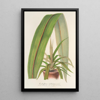Charles Antoine Lemaire - Cordyline indivisa.webp