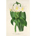 Riproduzione del dipinto Costus Verschaffeltianus - Charles Antoine Lemaire