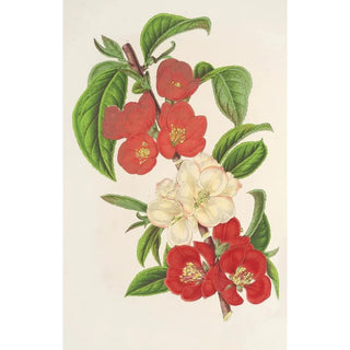 Charles Antoine Lemaire - Cydonia japnica Variets nouvelles du.webp