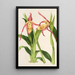 Riproduzione del dipinto Cypripedium Roezli - Charles Antoine Lemaire