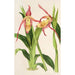 Riproduzione del dipinto Cypripedium Roezli - Charles Antoine Lemaire
