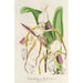 Cypripedium Stonei - Charles Antoine Lemaire — vista dell’opera