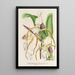 Cypripedium Stonei - Charles Antoine Lemaire — quadro incorniciato alla parete