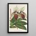 Riproduzione del dipinto Cypripedium Veitchianum - Charles Antoine Lemaire